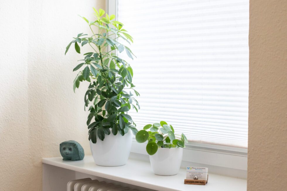 Eine Fensterbank mit Grünpflanzen.